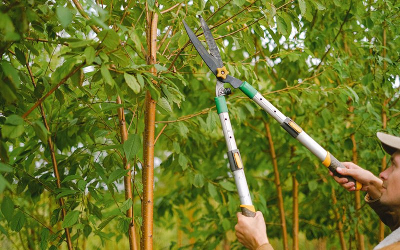 Tree trimming in Grantsburg, IN